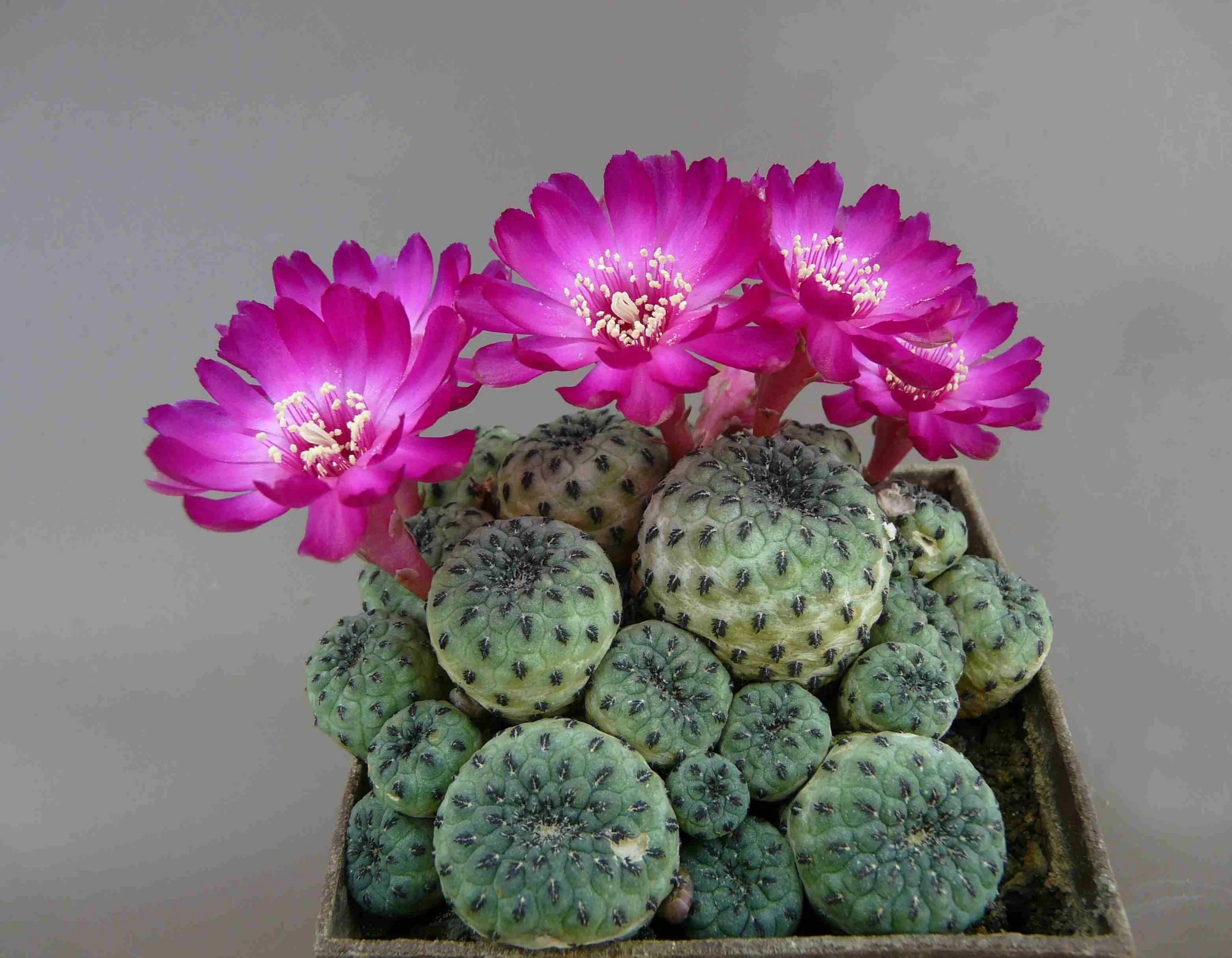 Эхиноцереус жестчайший Echinocereus rigidissimus