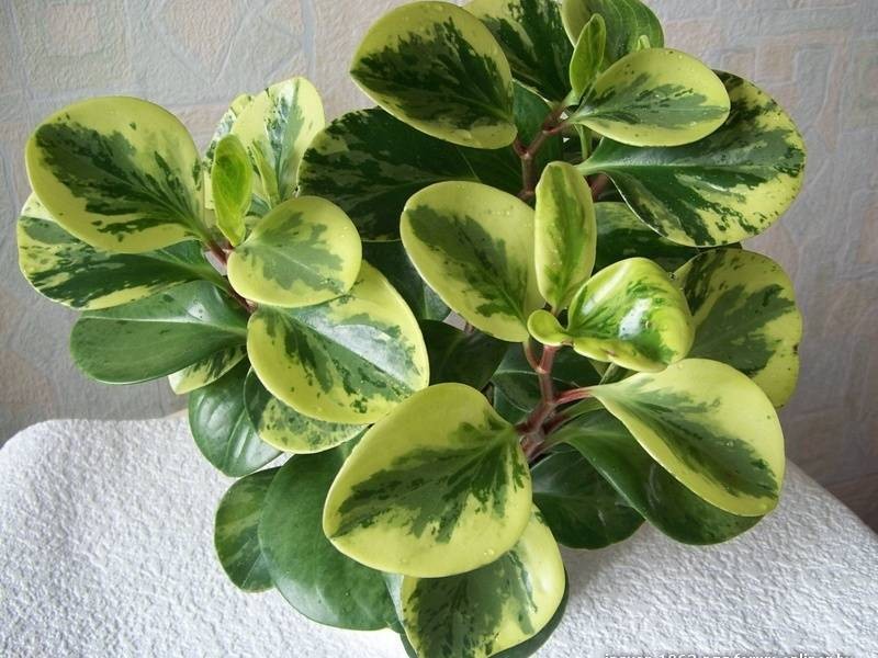 Пеперомия Peperomia bangroana