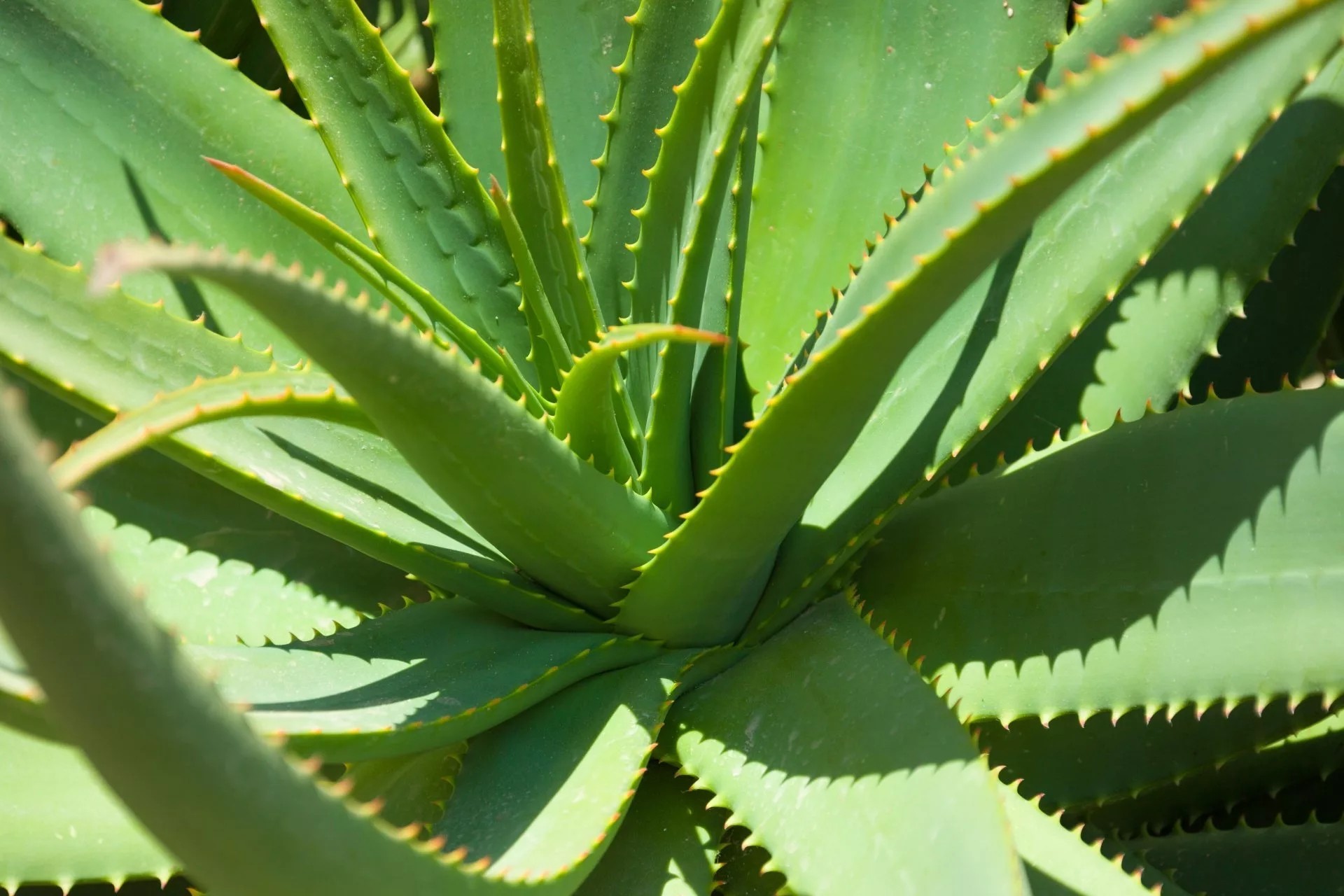 Aloe. Алоэ Вера барбаденсис. Алоэ Ланца. Алоэ Вера цветок столетник. Алоэ широколистный.