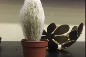 Эспостоа – пушистый кактус (? фото): описание, виды, уход и размножение в домашних условиях