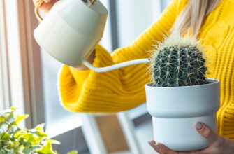 Как поливать кактус: 10 советов правильного полива в домашних условиях